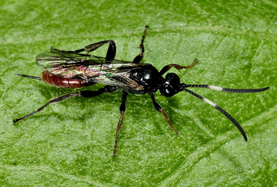 Ichneumonidae: Crypteffigies lanius